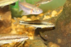 Nocomis leptocephalus