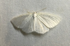 Cabera variolaria