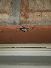 Desmia maculalis