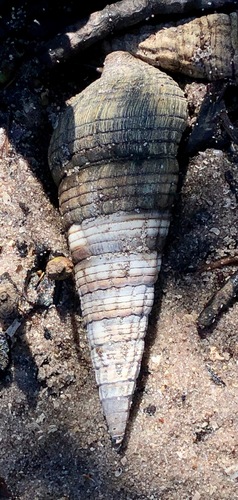 Giant Mangrove Whelk