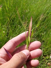 Dichanthelium implicatum