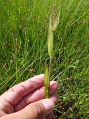 Dichanthelium implicatum