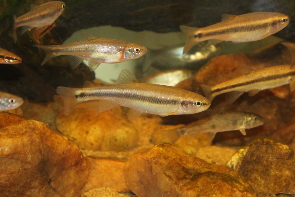 Creek Chub (Guide to Fish of Calhoun County Alabama) · iNaturalist