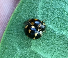 Brachiacantha ursina