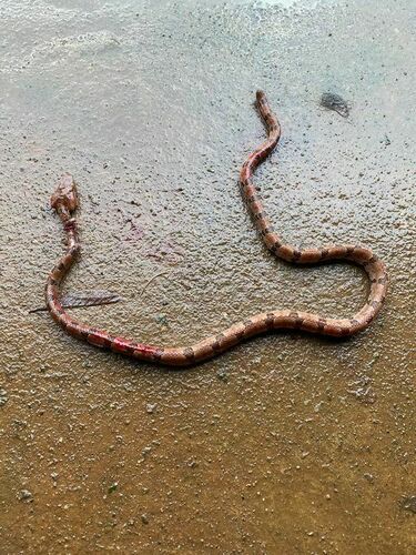 Brown spotted pitviper