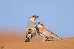 Desert Sparrow photo 5