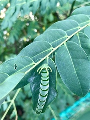 Polyura hebe