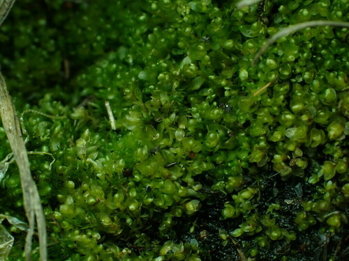 Ptychostomum cyclophyllum observed 2024-08-14