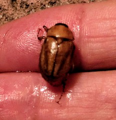 Cyclocephala pasadenae