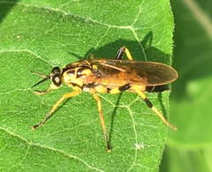 Xylomya terminalis