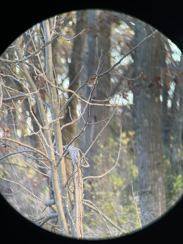 White-throated Sparrow photographed in Wisconsin