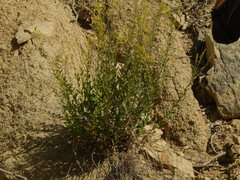 Solidago radula