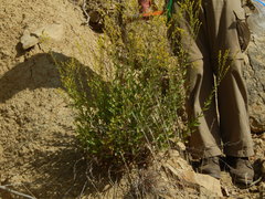 Solidago radula