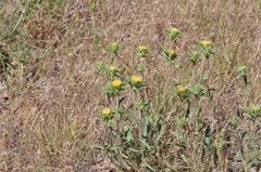 Pyrrocoma carthamoides