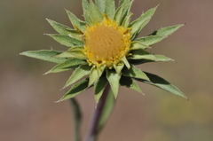 Pyrrocoma carthamoides