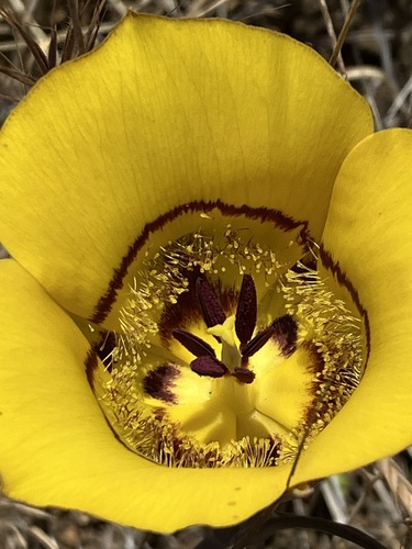 Image of Calochortus clavatus by no rights reserved