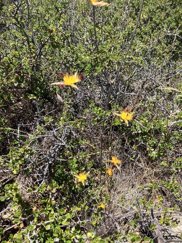 Image of Calochortus obispoensis by no rights reserved