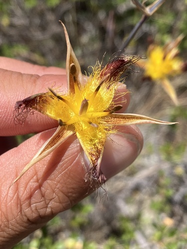 Image of Calochortus obispoensis by no rights reserved