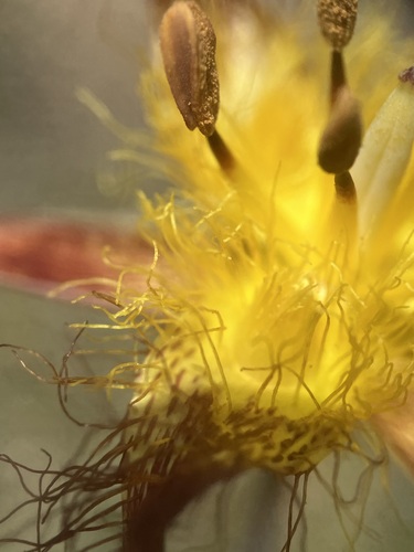 Image of Calochortus obispoensis by no rights reserved