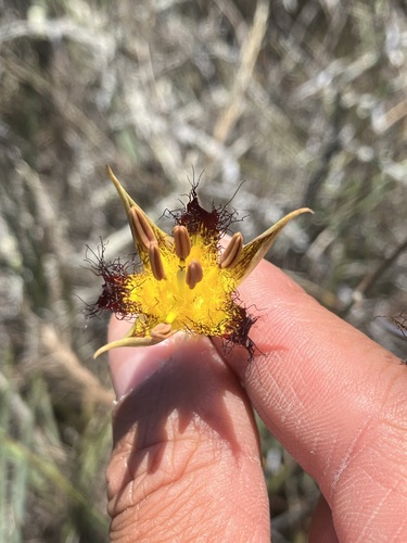 Image of Calochortus obispoensis by no rights reserved