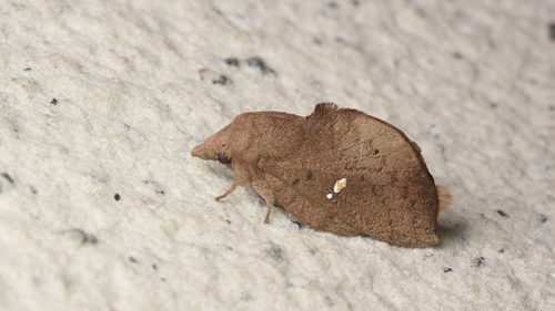 Eteinopla signata