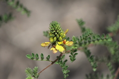 Dalea lutea