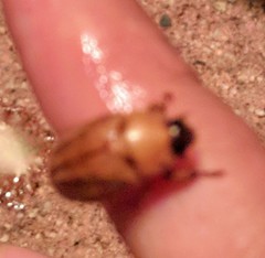 Cyclocephala pasadenae