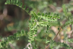 Dalea lutea