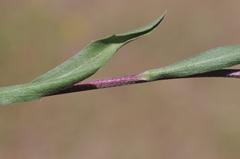 Pyrrocoma carthamoides