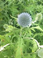 Echinops ritro