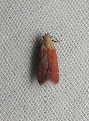 Anacampsis fullonella