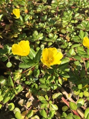 Ludwigia peploides peploides