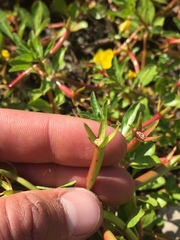 Ludwigia peploides peploides
