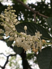 Clethra barbinervis