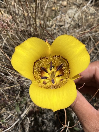 Image of Calochortus clavatus by no rights reserved