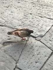 Columba livia domestica