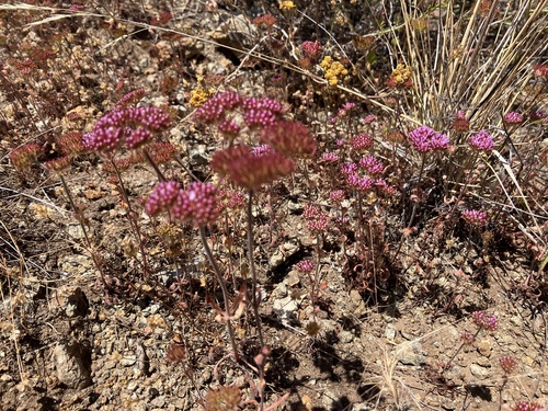 Image of Chorizanthe palmeri by no rights reserved