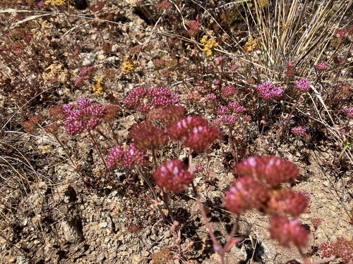Image of Chorizanthe palmeri by no rights reserved