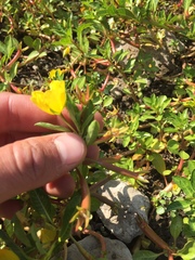 Ludwigia peploides peploides