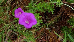 Ipomoea capillacea