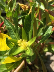 Ludwigia peploides peploides