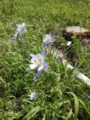Aquilegia coerulea coerulea