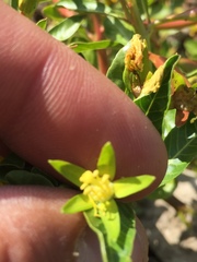 Ludwigia peploides peploides