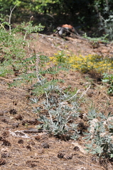 Lupinus leucophyllus