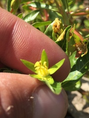 Ludwigia peploides peploides