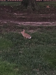 Sylvilagus floridanus