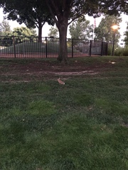 Sylvilagus floridanus