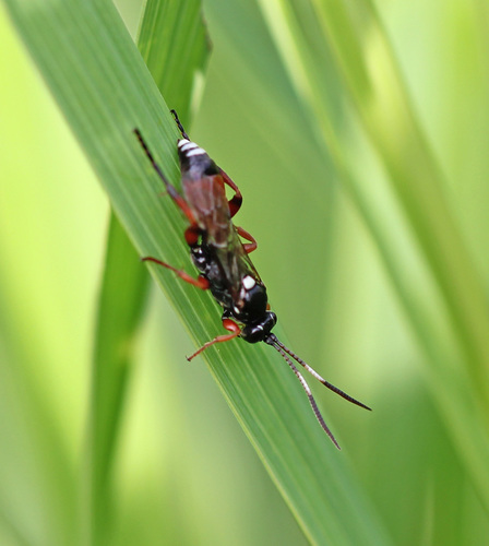 Anisobas cingulatellus