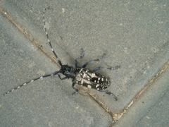Anoplophora glabripennis