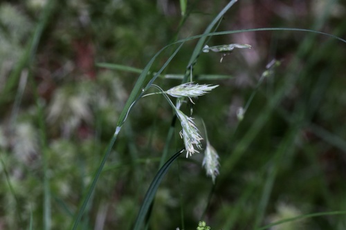 Dewey's sedge